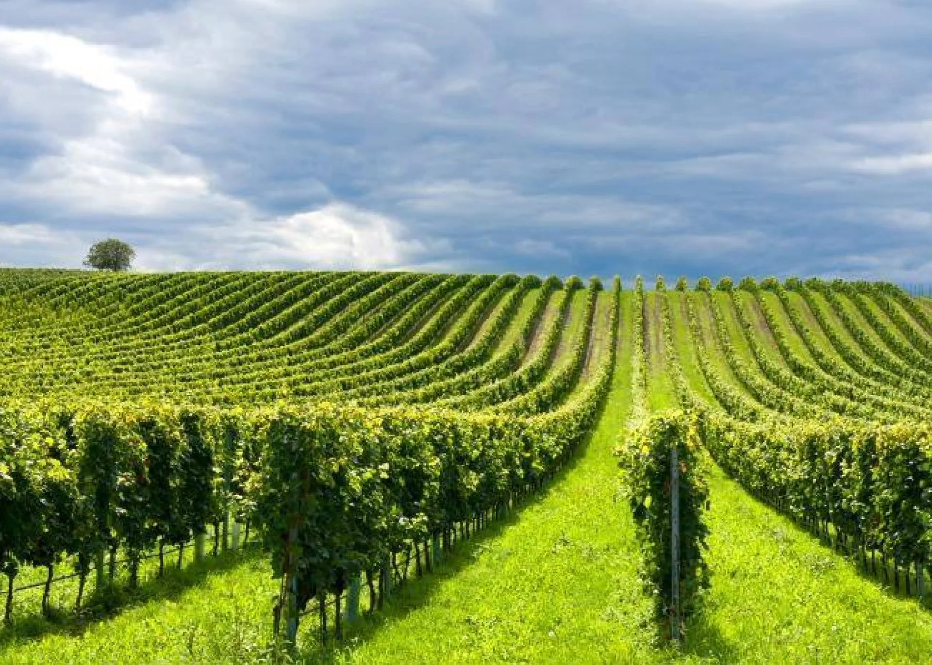 Candidaturas abertas, PDR 2020, MEDIDA 3.1.1.