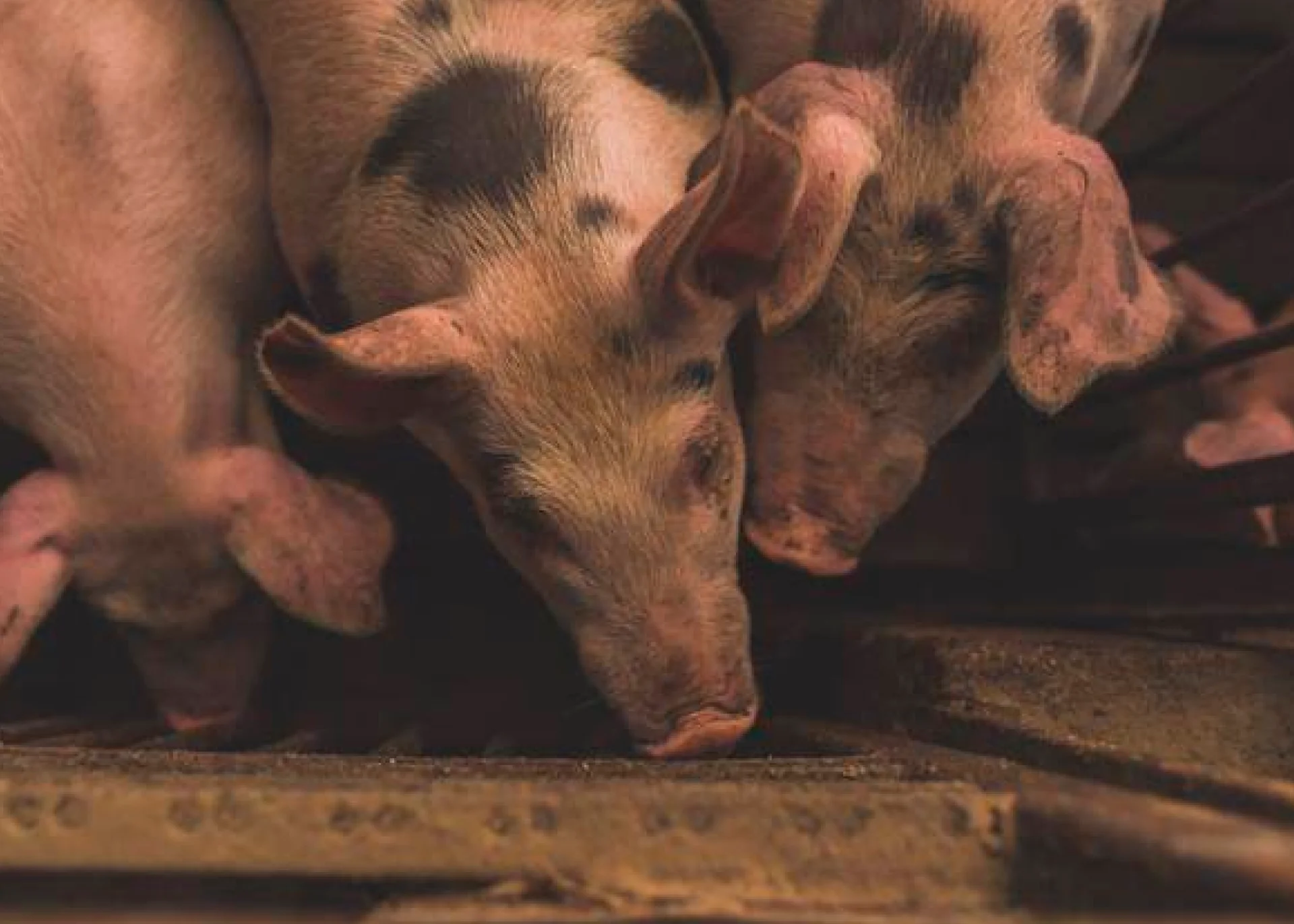 Declaração de Existências de Suínos Dez 2018