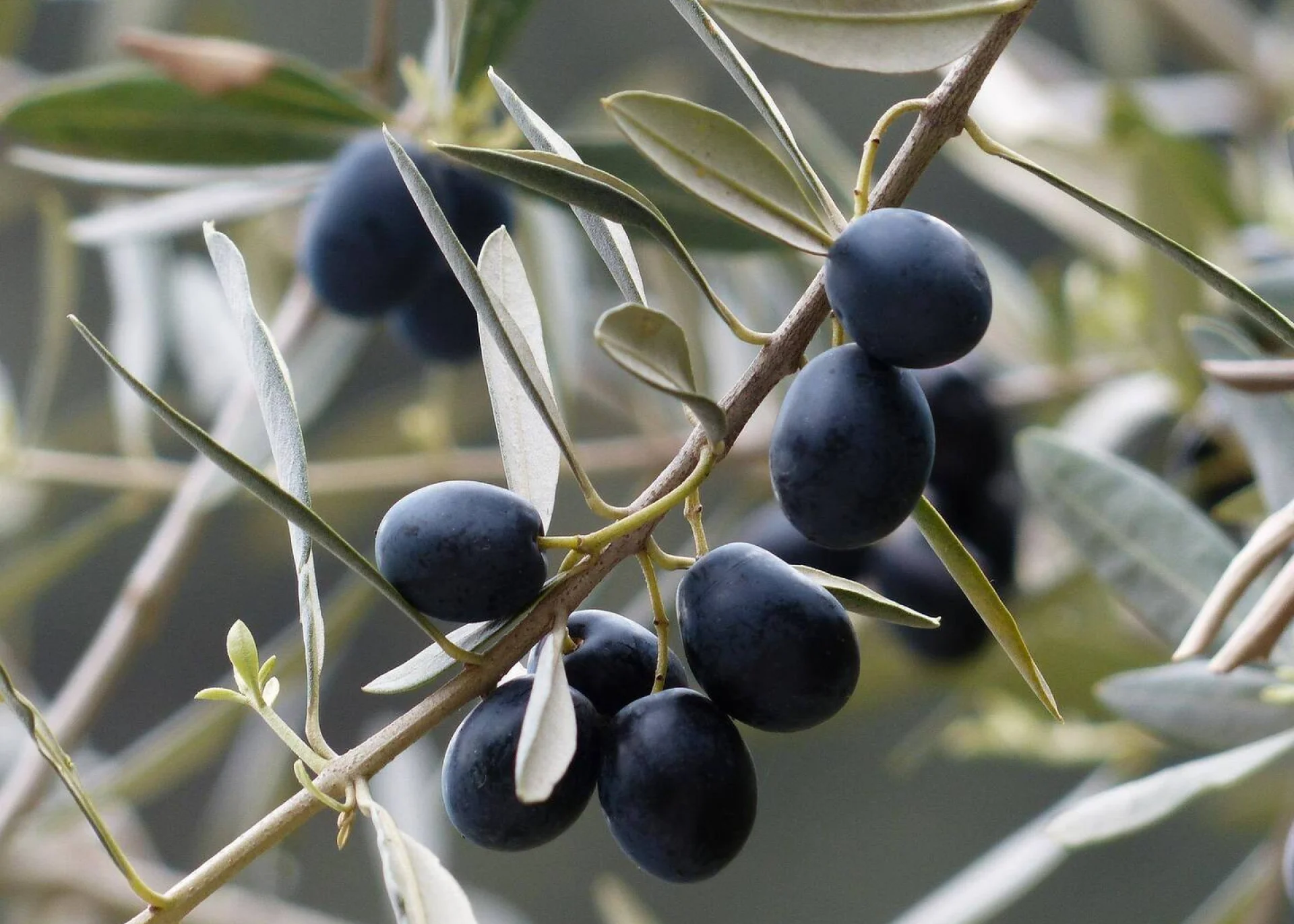 OPERAÇÃO 3.2.1 – INVESTIMENTOS NA EXPLORAÇÃO AGRÍCOLA